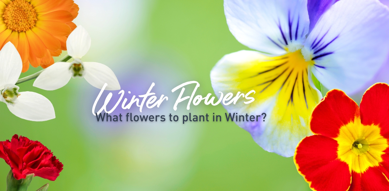 What flowers to plant in Winter?